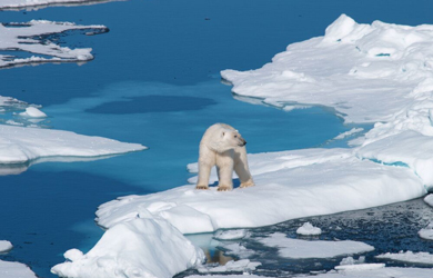 Eisbär auf einer Eisscholle - Naturerlebnisse im hohen Norden zählen zu den besonderen Kreuzfahrt-Ideen