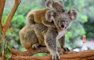 2 Koala Baeren zusammen auf einem Baum