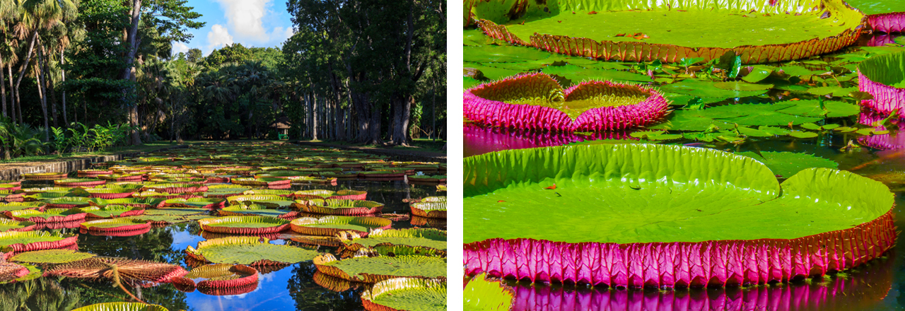 Pamplemousses Botanischer Garten, Port Louis