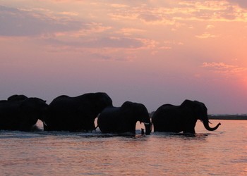 Elefanten im Okavango / Foto: Bob-Epperson