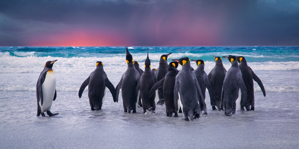 Königspinguine im Südatlantik